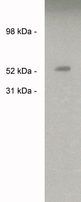  Western blot of endogenous Sulf2 in human brain lysate (10 ug/lane) using X1858P (0.05 ug/ml). Developed with anti-rabbit HRP (1:5k) and Pierce’s Super Signal West Femto.